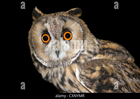 Close-up di Captive gufo comune Asio otus Foto Stock