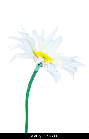 La camomilla bianco isolato su bianco Foto Stock