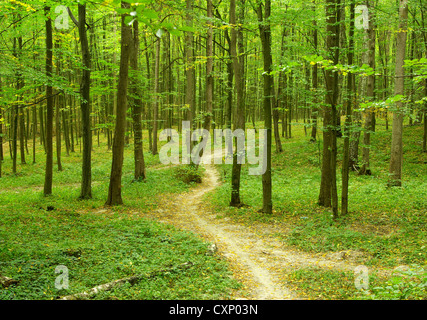 Soleggiata giornata estiva nel verde della foresta Foto Stock