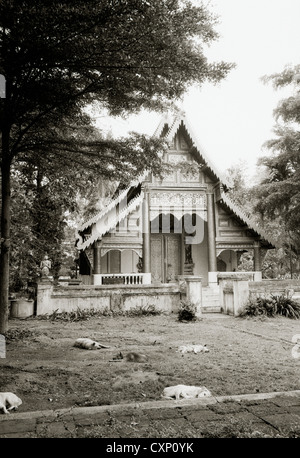 Cani dormire fuori tempio buddista Wat Chiang Man in Chiang Mai in Thailandia in estremo oriente Asia sudorientale. vetustà fatiscenti travel b&W Foto Stock