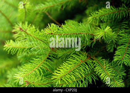 Verde luminosamente pungenti rami di una pelliccia-tree o pino Foto Stock