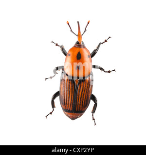 Red palm curculione isolati su sfondo bianco Foto Stock