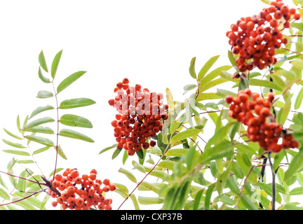 Ramo di un rowan-tree con luminosi di bacche rosse isolato su bianco Foto Stock