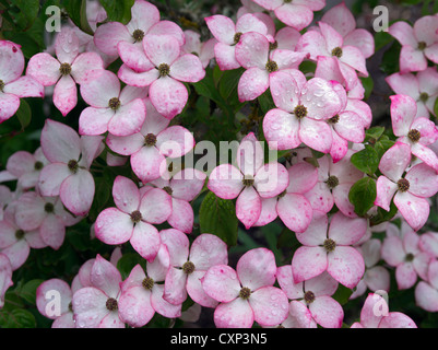 Close up di Corniolo fiori. Hughes giardini d'acqua, Oregon Foto Stock