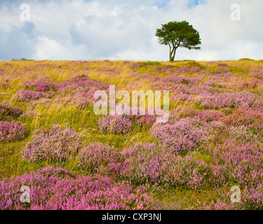 Erica viola e un albero solitario sulle colline di Quantock nel Somerset in Inghilterra Foto Stock