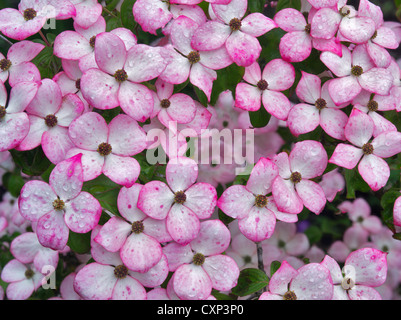 Close up di Corniolo fiori. Hughes giardini d'acqua, Oregon Foto Stock