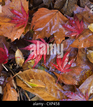 Wet caduta foglie degli alberi ornamentali, Acer palmatum 'Katsura', Carpino (Carpinus betulus) e Magnolia 'David Clulow'. Foto Stock