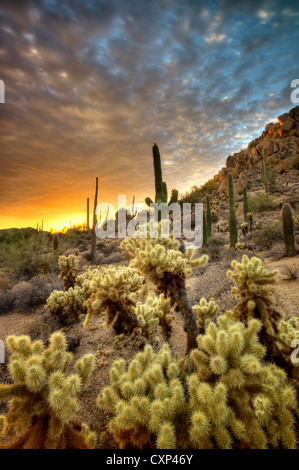 Saguaro e cholla cactus al tramonto. Deserto Sonoran, Arizona Foto Stock