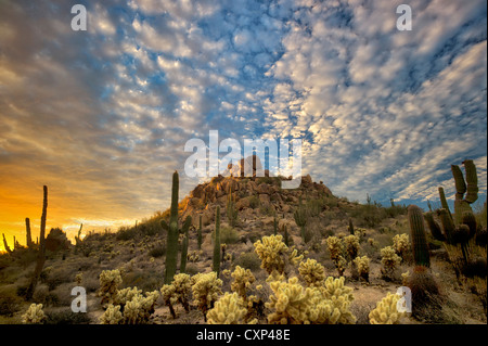 Saguaro e cholla cactus al tramonto. Deserto Sonoran, Arizona Foto Stock