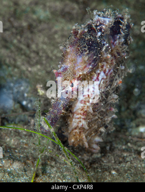 Rivestite il Cavalluccio (Hippocampus Erectus) Airone cenerino Bridge, West Palm Beach, FL, Stati Uniti d'America Foto Stock