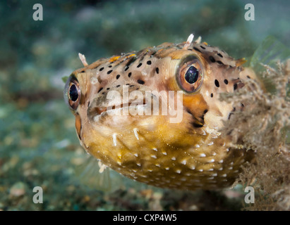 Curioso Baloonfish (Diodon holocanthus) all'Airone cenerino ponte in West Palm Beach, FL, Stati Uniti d'America. Foto Stock