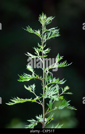 Artemisia / comune assenzio (Artemisia vulgaris) close-up, Belgio Foto Stock