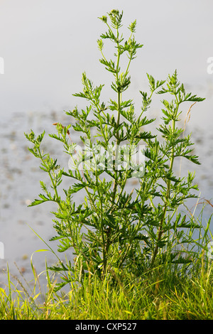 Artemisia / comune assenzio (Artemisia vulgaris) close-up, Belgio Foto Stock