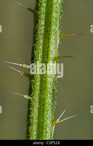 Close-up dettaglio della sensazione puntoria peli di ortica / comune ortica (Urtica dioica), Belgio Foto Stock