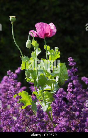 Papavero (Papaver somniferum) in fiore, Belgio Foto Stock