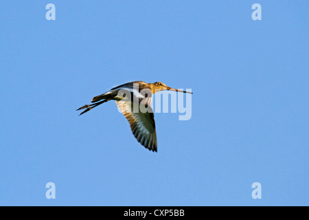 Nero-tailed godwit (Limosa limosa) in volo Foto Stock