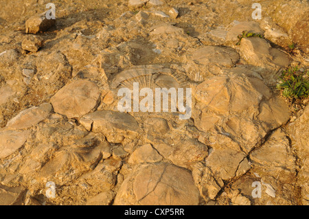 Europa Italia Sardegna conchiglie fossili al Geopaleosito ( ) centro archeologico di paleo Genoni Foto Stock