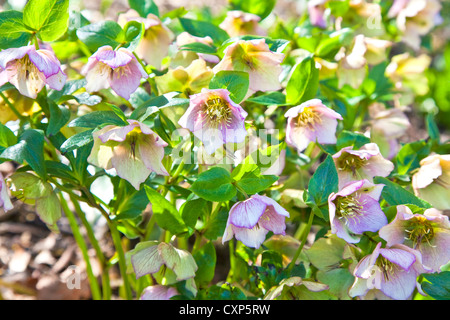 Un perenne l'elleboro in casa Ombra giardino. Foto Stock