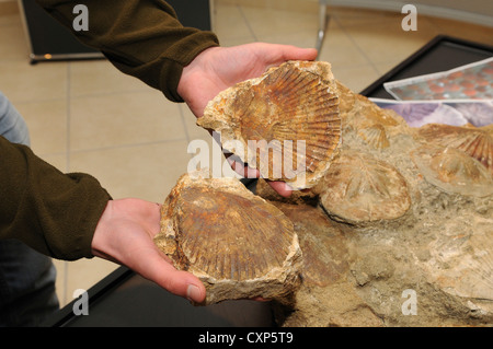 Europa Italia Sardegna conchiglie fossili al( paleoarcheocentro ) centro archeologico di paleo Genoni Foto Stock