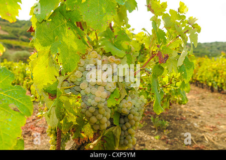 Europa Italia Sardegna grappolo di uva Vernaccia, Genoni Foto Stock