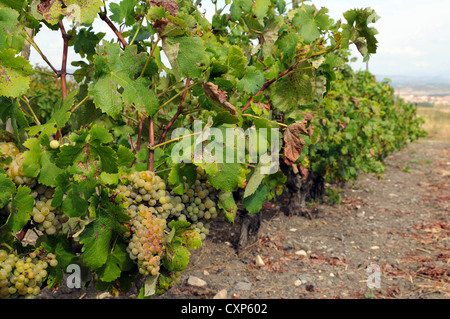 Europa Italia Sardegna grappolo di uva Vermentino Genoni Foto Stock