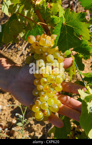 Europa Italia Sardegna Baratili San Pietro grappolo di uva vernaccia, Foto Stock