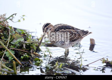 Beccaccino, Gallinago gallinago, singolo uccello in acqua, Warwickshire, Ottobre 2012 Foto Stock