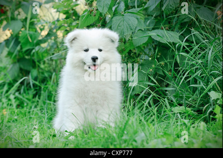 Poco Samoiedo cucciolo ritratto in giardino Foto Stock