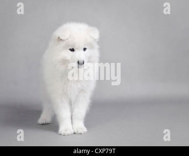 Llittle Samoiedo cucciolo ritratto su sfondo grigio Foto Stock