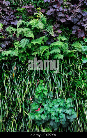 Bergenia liriope heuchera dryopteris vivente parete verde giardino verticale giardinaggio spazio urbano Foto Stock