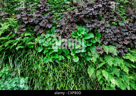 Brunnera heuchera dryopteris vivente parete verde giardino verticale giardinaggio spazio urbano Foto Stock