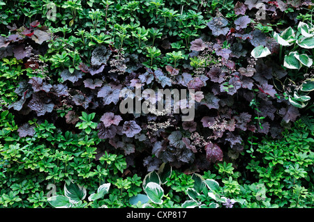 Pachysandra terminalis heuchera vivente parete verde giardino verticale giardinaggio spazio urbano Foto Stock