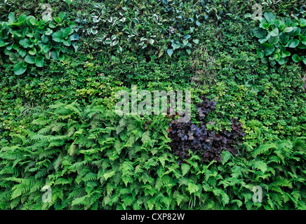 Vivere verde verticale di parete giardino urbano di giardinaggio spazio piccolo pachysandra terminalis heuchera hosta bergenia liriope Foto Stock