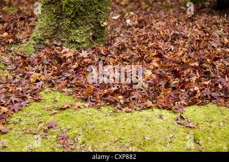 Sullo sfondo di un giapponese di foglie di acero in autunno sul suolo della foresta con MOSS e albero Foto Stock