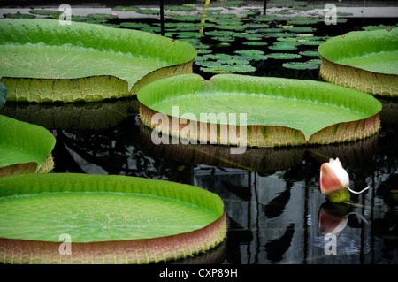 Victoria cruziana lascia santa cruz acqua giglio gigante di foglie di ninfee stagni di acqua nymphaea gigli pad verde foglia rossa foglie Foto Stock