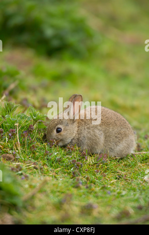 Coniglio giovane(oryctolagus cuniculus) pascolare sul margine del campo della vegetazione. Foto Stock