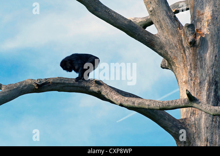 Silhouette della scimmia sul ramo dell'albero Foto Stock