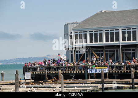 La visualizzazione dei leoni di mare sul Molo 39 - San Francisco Foto Stock