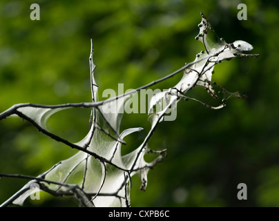 I veli di tenda caterpillar nei rami di un albero Foto Stock