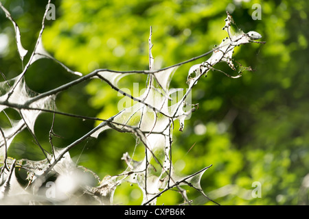 I veli di tenda caterpillar nei rami di un albero Foto Stock