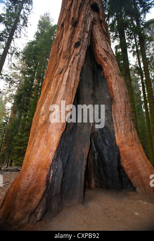 Sequoia gigante tree (Sequoiadendron giganteum) con base scavata dal fuoco Sequoia National Park California negli Stati Uniti Foto Stock