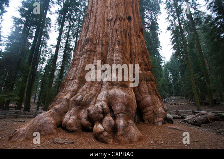 La base General Sherman Sequoia gigante tree (Sequoiadendron giganteum) Sequoia National Park California Stati Uniti d'America Foto Stock