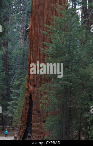 Una donna guarda base Sequoia gigante tree (Sequoiadendron giganteum) Sequoia National Park California Stati Uniti d'America Foto Stock