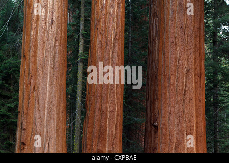 Tre giganteschi alberi di sequoia (Sequoiadendron giganteum), Sequoia National Park, California, Stati Uniti d'America Foto Stock