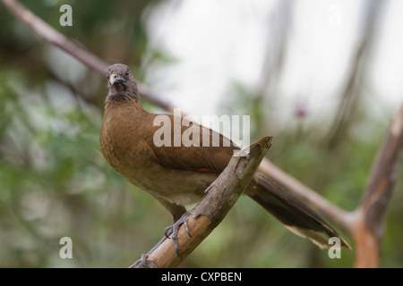 A testa grigia (Chachalaca Ortalis cinereiceps) per motivi di Rancho Naturalista vicino Turrialba, Costa Rica. Foto Stock