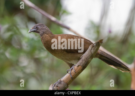 A testa grigia (Chachalaca Ortalis cinereiceps) per motivi di Rancho Naturalista vicino Turrialba, Costa Rica. Foto Stock