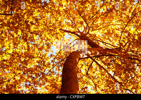 Immagine della bellissima autumn tree, secco fogliame giallo sul vecchio tronco di albero, abstract foglie d'oro sfondo, grande albero Foto Stock