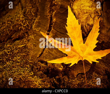 Foto di secco di Foglia di acero sul vecchio dark tronco di albero, foglie di autunno sfondo giallo, foglie autunnali sul moncone nel bosco Foto Stock