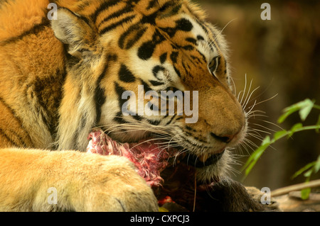 Tigre Siberiana con sanguinosa di carne durante la sua alimentazione. Foto Stock