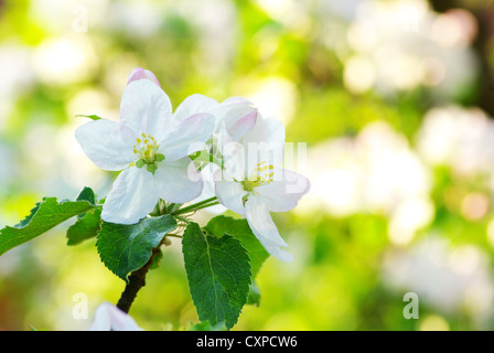 Close up di apple-tree blossoms Foto Stock